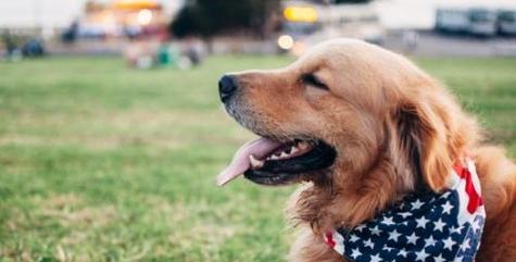 宠物狗淌鼻涕喘的原因和应对方法（如何正确处理宠物狗淌鼻涕喘的问题）
