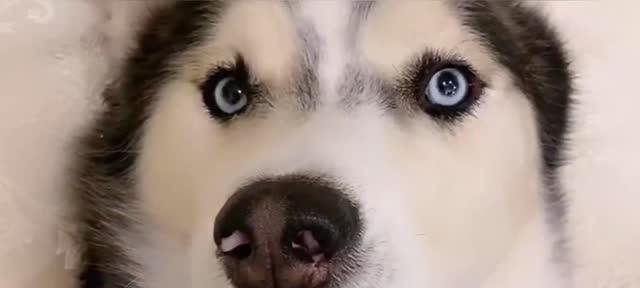 狗为什么会有黑眼圈（探究黑眼圈与狗的健康关系）