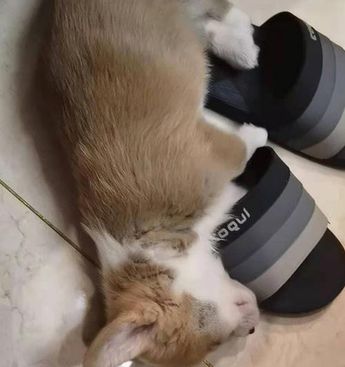 狗为什么喜欢睡拖鞋（探究狗狗的行为习惯与心理）