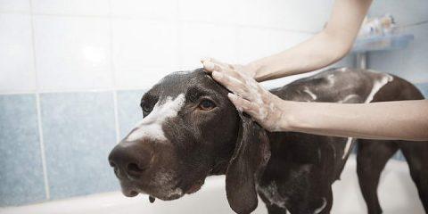 用什么弄干狗狗洗完澡最合适（从毛巾到吹风机）