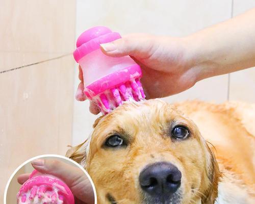 宠物洗澡不当会感冒（如何避免宠物洗澡感冒）