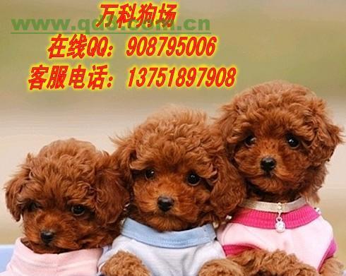 广州芳村宠物市场，寻找爱犬伴侣（在这里找到最适合你的狗狗）