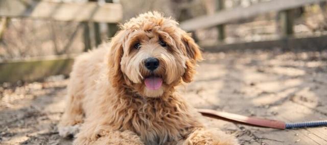 贵宾犬拉水问题解决之道（宠物犬拉水的原因及如何预防）