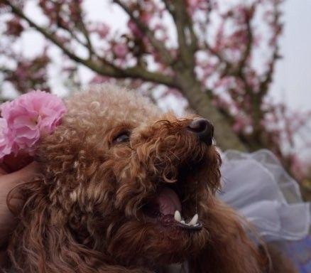 贵宾犬停止生长的时间及原因（探究贵宾犬生长停止的因素）