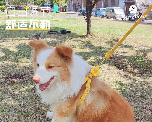 金毛犬是否能吃巧克力（关于犬只吃巧克力的常见误解及食用危害分析）