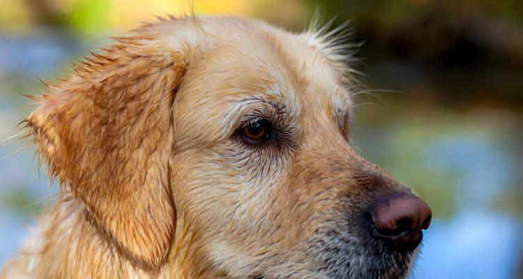 金毛犬眼睛发红，这可能是哪些原因（宠物眼部健康问题的相关知识）