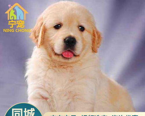 金毛幼犬拉稀的原因（探究金毛幼犬拉稀的成因和解决方法）