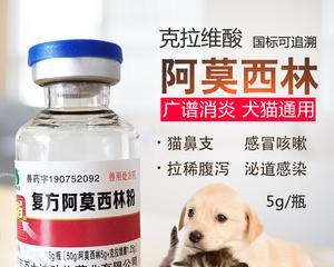 给宠物猫使用消炎药的注意事项（如何选择合适的消炎药并正确使用）