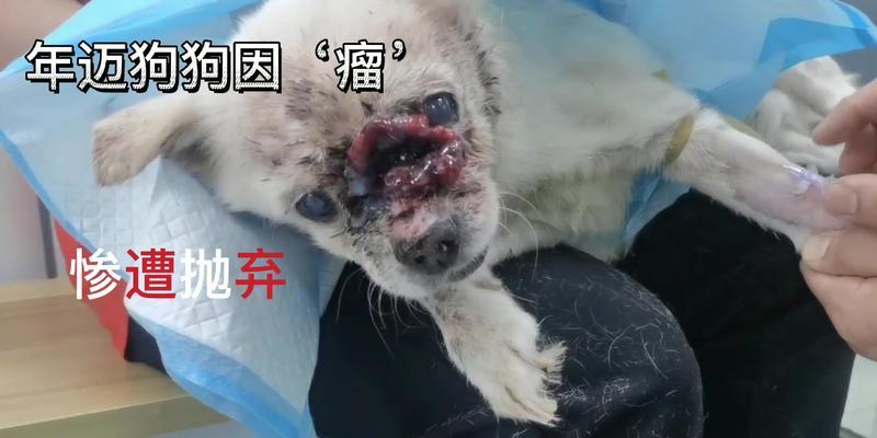 老年宠物犬长肿瘤该如何治疗（教你如何帮助宠物摆脱疾病的困扰）