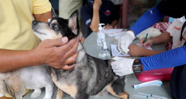 狗狗打疫苗，关乎宠物健康（俩个月的小狗）