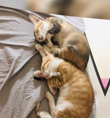 为什么两只猫半夜会大声叫（探究猫咪夜间叫的原因及解决方法）