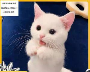 领养猫咪的手续与注意事项（打造幸福的宠物家庭）