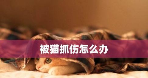 怎么处理被宠物猫抓伤的情况（猫爪抓伤应该如何治疗）