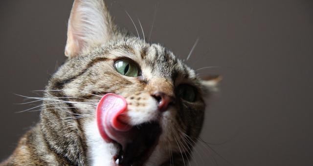 如何选择对猫咪尿道好的猫粮（宠物猫吃什么猫粮对尿道好）