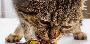 为什么猫吃完猫粮会呕吐（探究猫吃完猫粮呕吐的原因及应对方法）