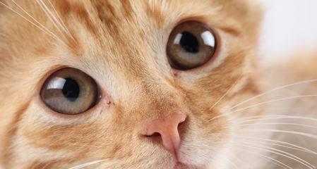 猫咪眼睛为什么会发红（探究猫眼睛发红的原因及解决方法）