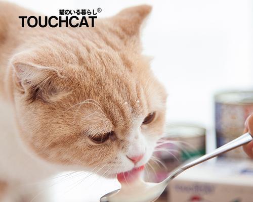 猫罐头喂养小猫，该如何掌握饮食量（宠物猫的饮食需求）