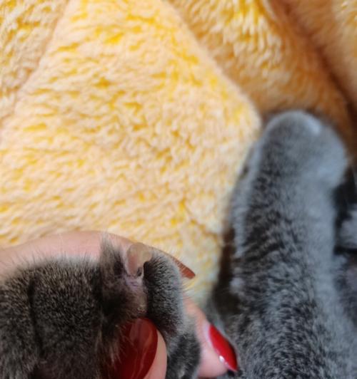 揭秘宠物猫脚气的症状及预防方法(了解猫脚气的发病原因)