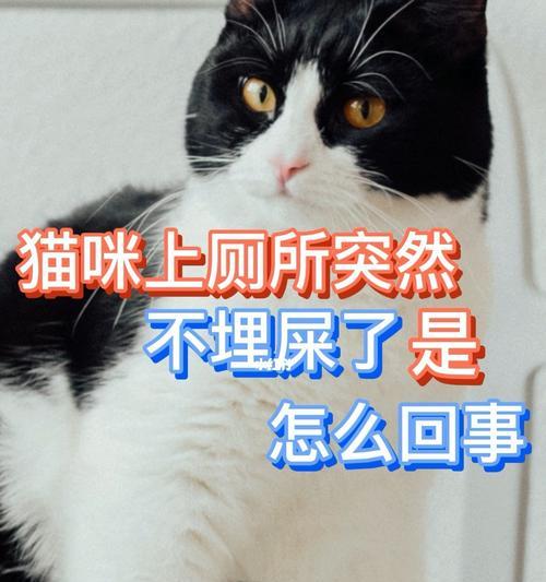 猫咪拉出白色大便，应该注意什么（猫咪健康问题解析及解决方案）