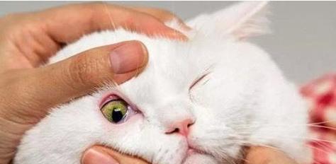 如何帮助猫咪流泪有眼屎的问题（宠物猫的眼部清洁）