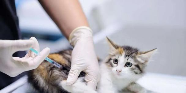 宠物猫猫血常规检测费用详解