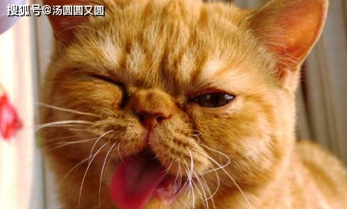 宠物猫猫张嘴呼吸的纠正方法（如何让你的猫咪呼吸更加正常）