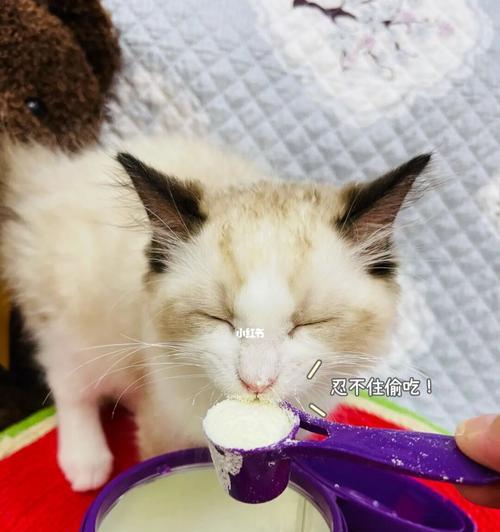 小猫喝奶粉的必要性与注意事项（从宠物的角度出发）