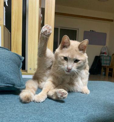 猫咪的放屁现象大揭秘（探究猫咪放屁的原因和方法）