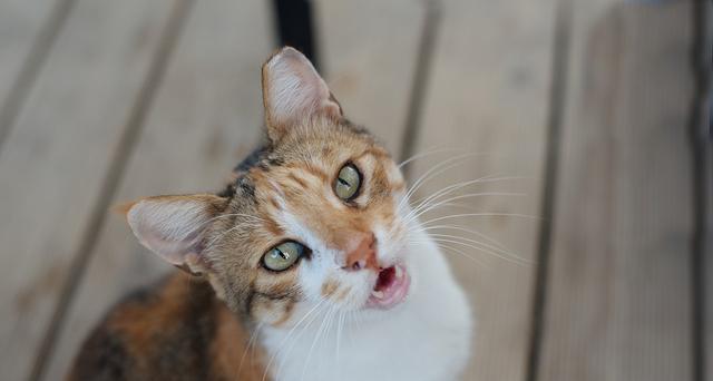如何处理宠物猫的口臭问题（掌握正确的饮食习惯）