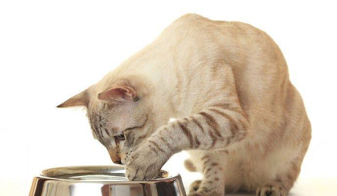 猫咪不吃东西引发脱水的危险(宠物猫脱水症状和处理方法详解)