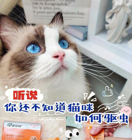 宠物猫不出门易感染病菌（家中的猫咪需要定期出门吗）