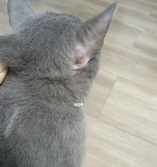 猫咪舔了耳肤灵,危害大(宠物护理中需注意的细节)