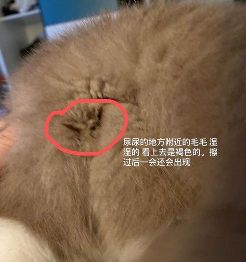 宠物猫长脓包，你需要知道的一切（探究猫咪长脓包的成因）