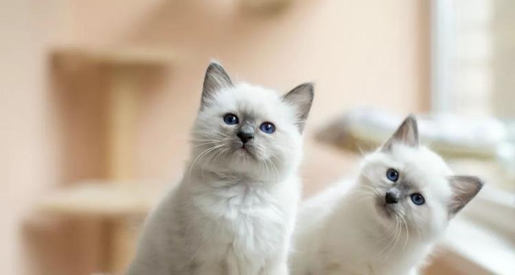 揭秘猫咪毛色变浅的原因（宠物毛色褪色的真相及预防方法）