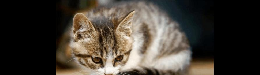 如何刺激猫咪避免大便失禁（宠物爱好者必看）