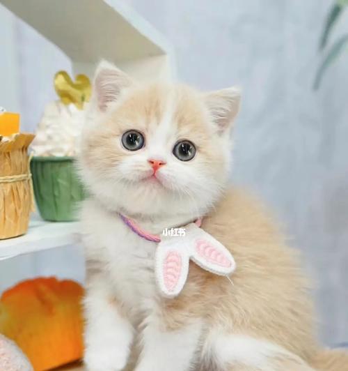 揭秘猫咪的嘴形态(探索宠物猫咪口腔奥秘)