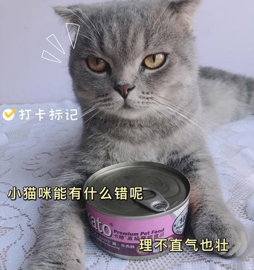 宠物猫咪腹泻该如何饮食（能否给猫咪吃罐头）