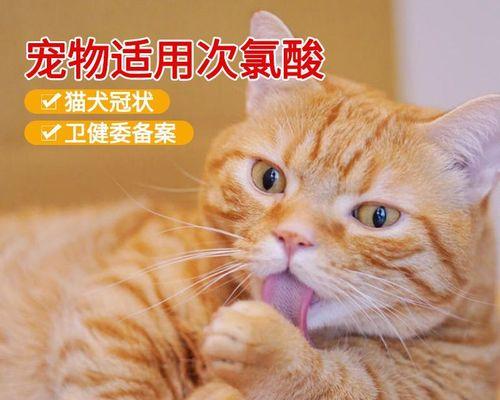 猫咪误喝消毒液该怎么办（教你应急处理和预防消毒液误食事故）