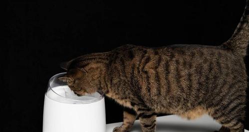 宠物饮水新选择——猫咪喝水器（多功能、健康、方便）