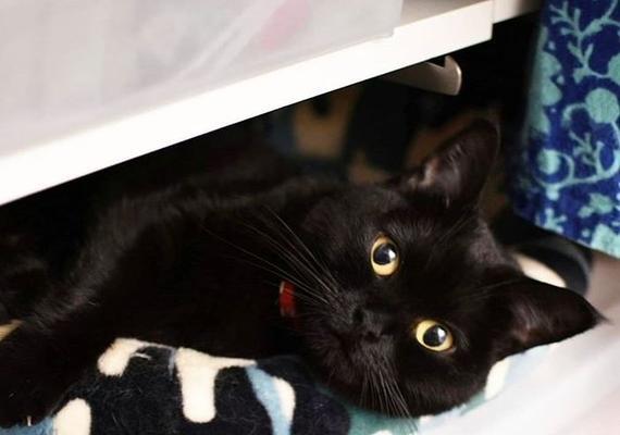揭秘猫咪黑色瞳孔不会放大的真相（黑色瞳孔的神秘本质与宠物猫的生理特征）