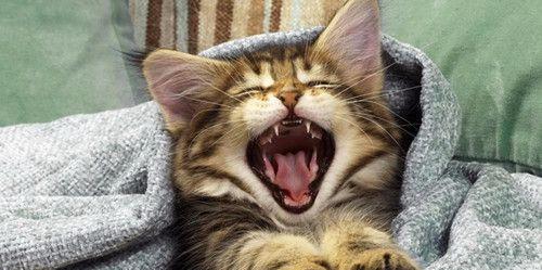猫咪便秘怎么办(宠物健康重要性)