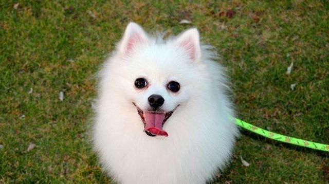 探秘耳朵很长的狗——巴吉度犬（了解巴吉度犬的特点）