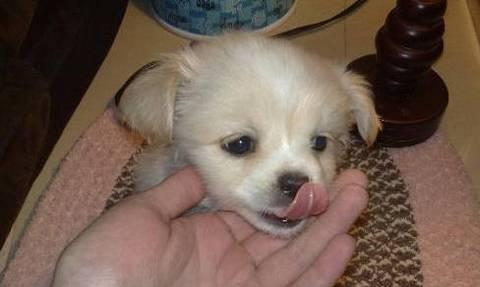 幼犬咳嗽吐拉稀是怎么了（宠物主人必读）