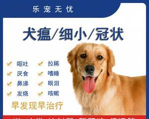 幼犬拉稀怎么办(宠物拉稀的原因及注意事项)