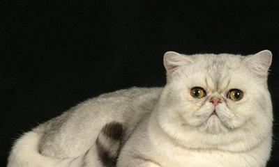 以300克小猫有几个星期为主题的宠物养成指南（从出生到成年）