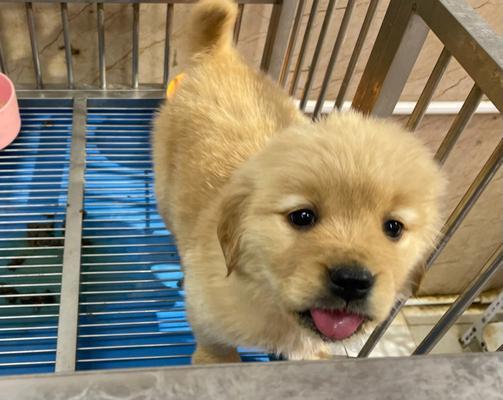 「五岁金毛犬拉肚子怎么办(「宠物护理专家的建议)