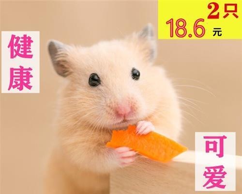 宠物疫苗前检查是否收费？