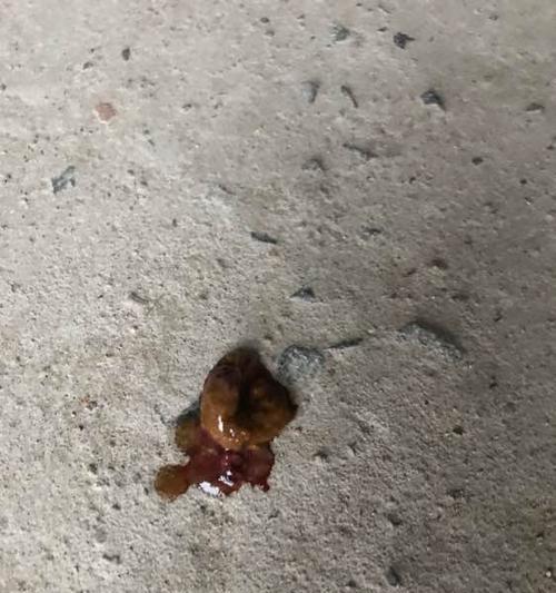 狗狗肚子一直叫大便带血，如何有效解决（掌握正确喂食方法）