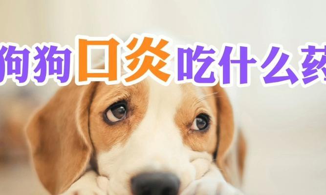 狗狗没食欲呕吐怎么办(如何缓解狗狗的不适感)