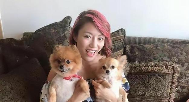 狗狗人工授精全过程详解(宠物繁殖必备)